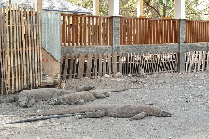 1- day Komodo island Tour hopping around by Speed Boat - Pink Beach and Taka Makassar: rare sand, small-swim energy