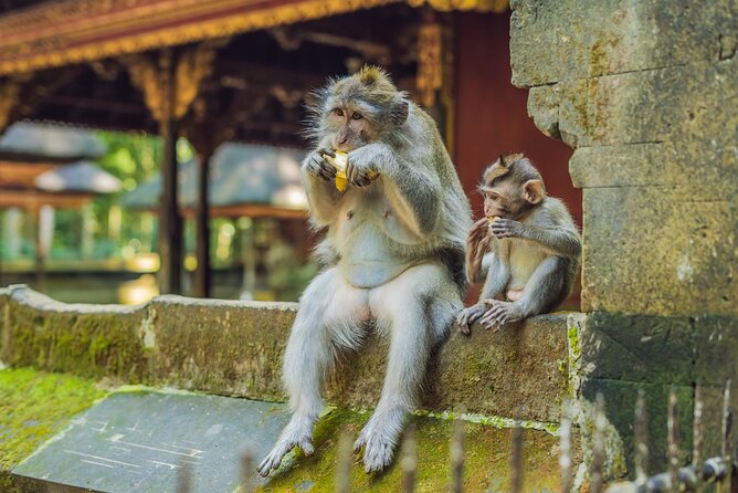 1-Day Ubud Tours All-Inclusive - Lunch and the coffee plantation: where the day slows down