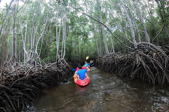 1 Hour Mangrove Tour From Lembongan with Kayak, Paddle, or Boat - Key highlights at a glance