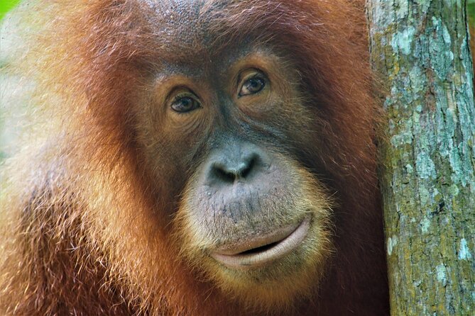 2-Day Jungle Trekking & Rafting in North Sumatra - Key highlights that make this trek-and-raft combo work