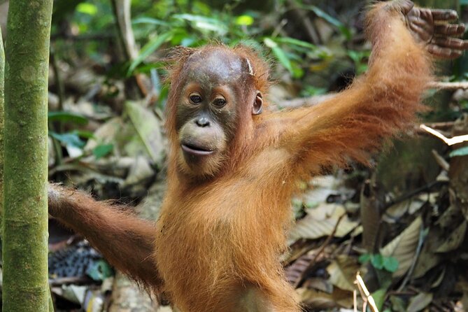 2-Day Jungle Trekking & Rafting in North Sumatra - Jungle sky camping in Gunung Leuser: the real appeal