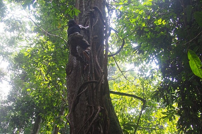 2-Day Jungle Trekking & Rafting in North Sumatra - Day two choice: relax at camp or keep walking