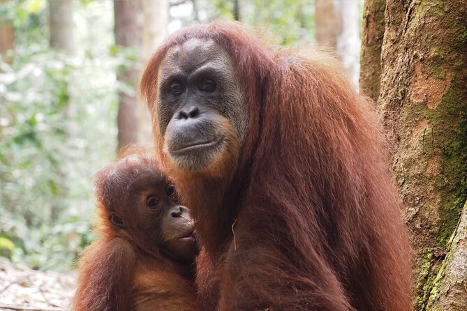 2-Day Jungle Trekking & Rafting in North Sumatra - Rafting back to Bukit Lawang: the payoff after effort