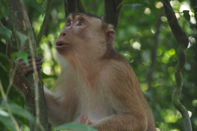 2-Day Jungle Trekking & Rafting in North Sumatra - Who should book this trek and who should skip it
