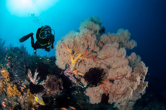 2 Days & 1 Night - 2 Dives in Lembongan/Penida (for certified divers) - Morning underwater sessions: Manta Point and Crystal Bay