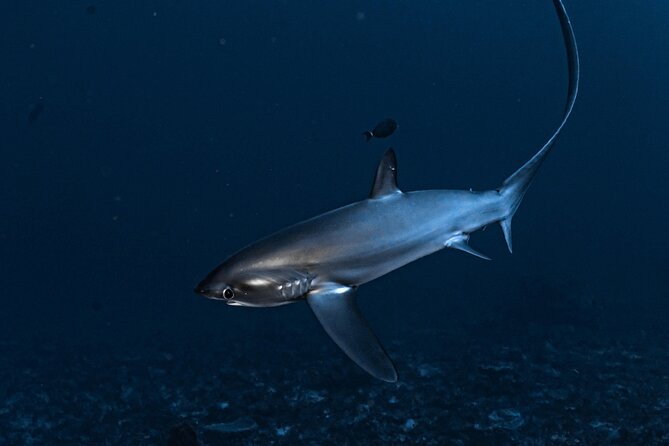 2 Days & 1 Night - 2 Dives in Lembongan/Penida (for certified divers) - Instructors, safety, and why the crew names matter