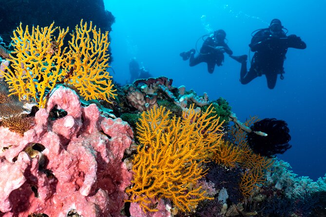 2 Days & 1 Night - 2 Dives in Lembongan/Penida (for certified divers) - Marine life odds: mantas, mola mola, and the small stuff