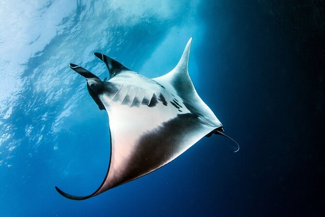 2 Days & 1 Night - 2 Dives in Lembongan/Penida (for certified divers) - Your one-night base on Nusa Lembongan (included for a reason)