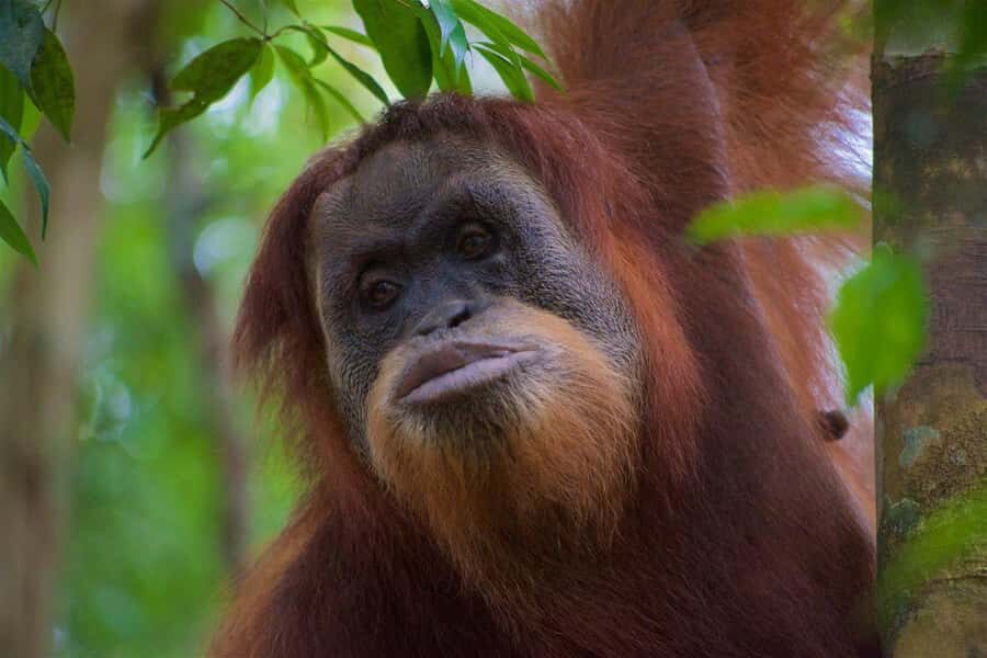 2 Days 1 Night Orangutan Trek Bukit Lawang - Entering Gunung Leuser: the 9:00 start you’ll feel later