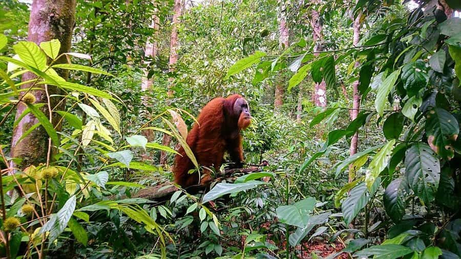 2 Days 1 Night Orangutan Trek Bukit Lawang - Dinner with a Western-style twist (and why it’s smart after trekking)