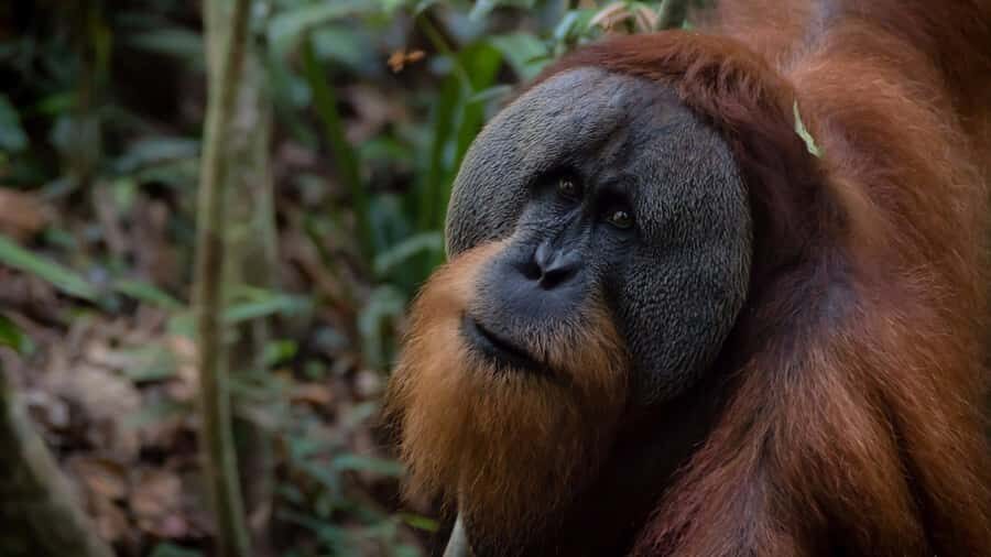 2 Days 1 Night Orangutan Trek Bukit Lawang - Your first camp day: Bohorok River time plus jungle comfort