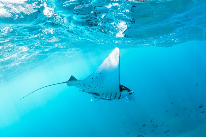 2 Days/1N Trip - Snorkeling with Manta Rays in Lembongan/Penida (all included) - Two Days Off Bali: How the Trip Really Works