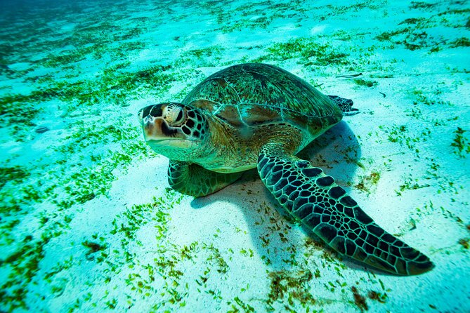 2 Days/1N Trip - Snorkeling with Manta Rays in Lembongan/Penida (all included) - Your Overnight in Nusa Lembongan: Why the Second Day Changes Everything