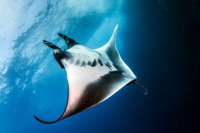 2 Days/1N Trip - Snorkeling with Manta Rays in Lembongan/Penida (all included) - Sanur to Nusa Lembongan: The Speedboat Part You Can’t Skip