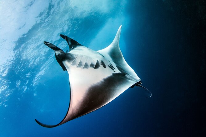 2 Days/1N Trip - Snorkeling with Manta Rays in Lembongan/Penida (all included) - Sanur to Nusa Lembongan: The Speedboat Part You Can’t Skip