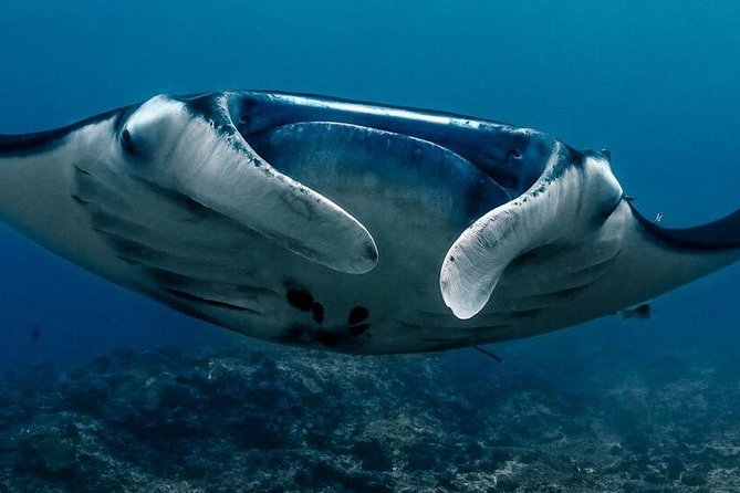 2 Days Discover Scuba Diving in Nusa Lembongan - Scuba Initiation - Key Things You’ll Remember From This 2-Day Intro Scuba Program