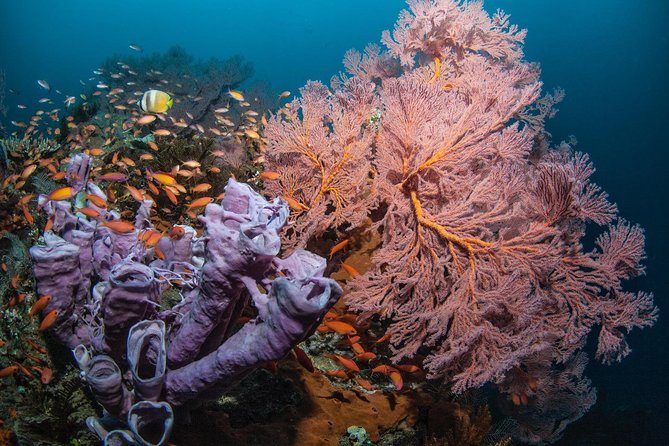 2 Days Discover Scuba Diving in Nusa Lembongan - Scuba Initiation - Your Two Days: Pool Skills to Manta Point and Crystal Bay