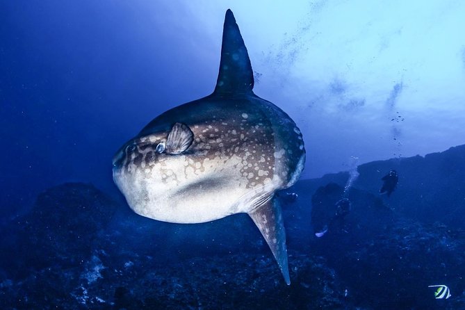 2 Days Discover Scuba Diving in Nusa Lembongan - Scuba Initiation - Who This Course Suits Best (and When to Rethink)