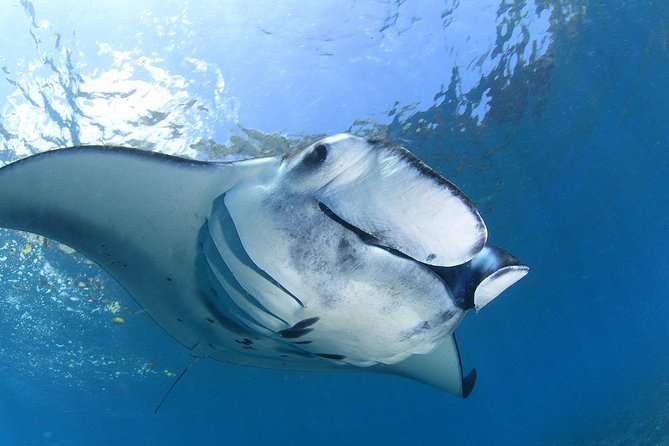 2 Days Discover Scuba Diving in Nusa Lembongan - Scuba Initiation - Crystal Bay + Manta Point: Why These Stops Matter