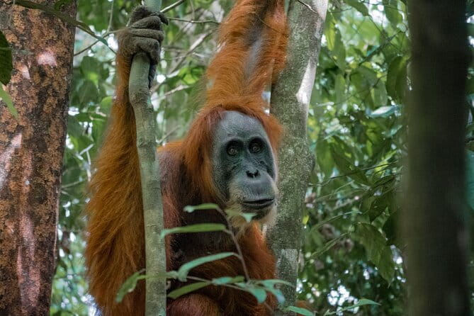 2 Days Ethical Jungle Trek in Sumatra - Gunung Leuser in Two Days: Why This Area Makes Sense