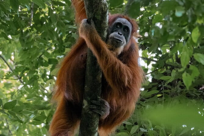 2 Days Ethical Jungle Trek in Sumatra - Your 2-Day Rhythm: Trekking, Camping, and the “Slow Look”