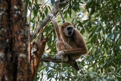2 Days Ethical Jungle Trek in Sumatra - Stop Inside Gunung Leuser: What You’re Actually Doing