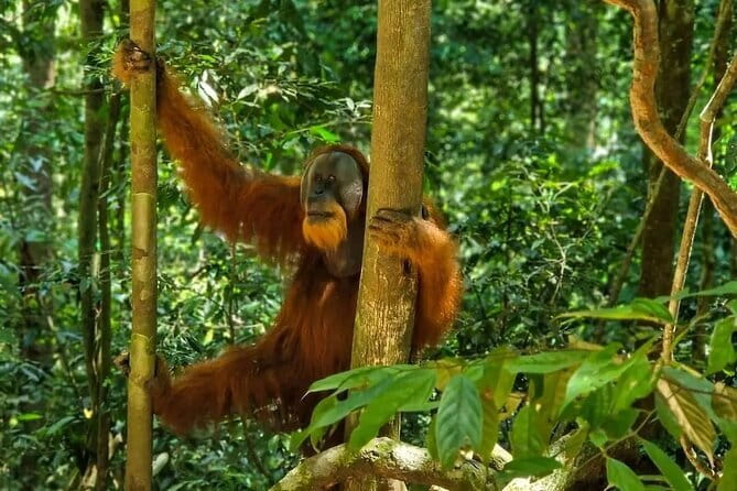 2 Days Ethical Jungle Trek in Sumatra - Price and Value: What $157.05 Buys You in Real Terms