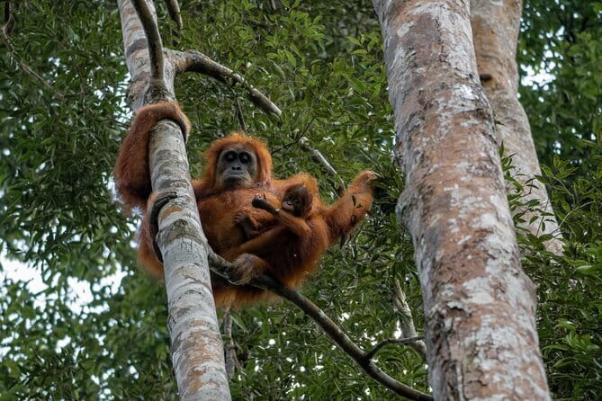 2 Days Ethical Jungle Trek in Sumatra - Logistics That Can Trip You Up (So You Can Avoid the Headache)