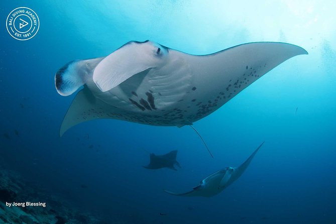 2 or 3 dives in Nusa Lembongan and Penida, for certified diver (in Lembongan) - Key things I’d circle before you book