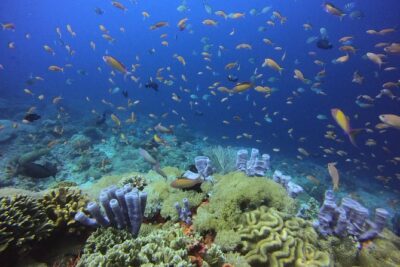 2 or 3 dives in Nusa Lembongan and Penida, for certified diver (in Lembongan) - Getting on the water: the Lembongan schedule that keeps the day sane