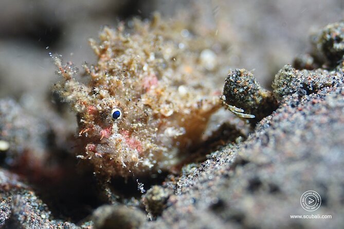 2 or 3 dives in Nusa Lembongan and Penida, for certified diver (in Lembongan) - Guides, gear, and the small-group touch that people actually notice