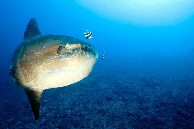 2 or 3 dives in Nusa Lembongan and Penida, for certified diver (in Lembongan) - Weather, routing, and requests: how to think about flexibility