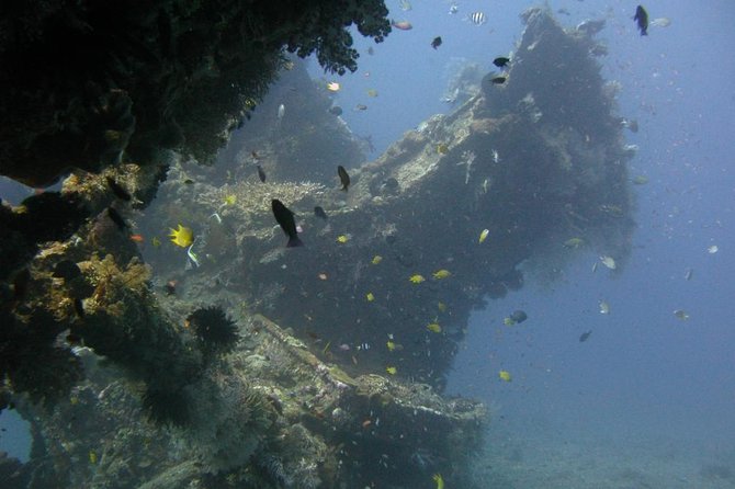 2 PADI Certified Dives at Tulamben from Bali - Morning coral garden session: reef fish, turtles, eels, and more