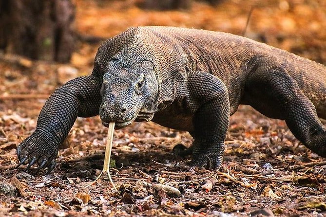 2Days Komodo Tour By Private Boat - Price and park fees: $2,700 per group can be great value if you count what’s included