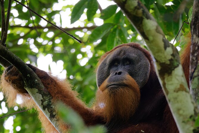 3-Day Bukit Lawang Tour Including 1-Day Ethical Jungle Trekking - Key highlights worth your attention