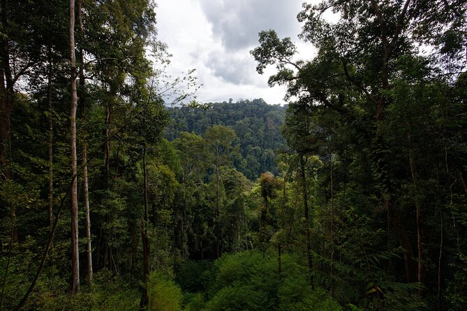 3-Day Bukit Lawang Tour Including 1-Day Ethical Jungle Trekking - A tight route that connects wildlife and Medan culture