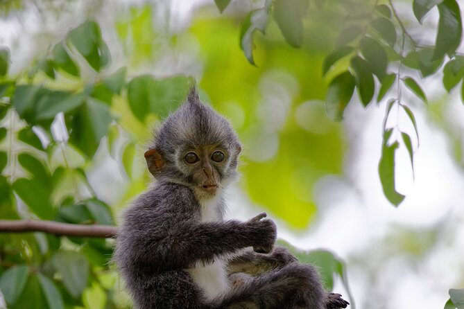3-Day Bukit Lawang Tour Including 1-Day Ethical Jungle Trekking - Day 2 in Gunung Leuser: ethical trek aimed at wild orangutans
