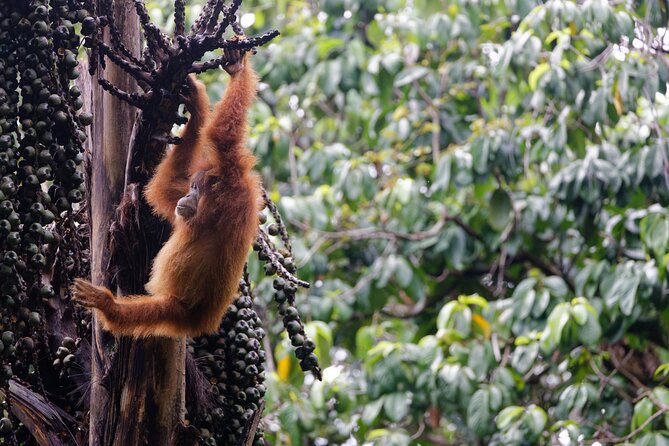 3-Day Bukit Lawang Tour Including 1-Day Ethical Jungle Trekking - Day 3 return to Medan: culture stops that make the trip feel complete