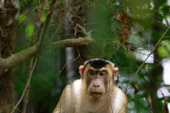3-Day Bukit Lawang Tour Including 1-Day Ethical Jungle Trekking - Lodging and meals: deluxe bungalow comfort that keeps the trek day bearable