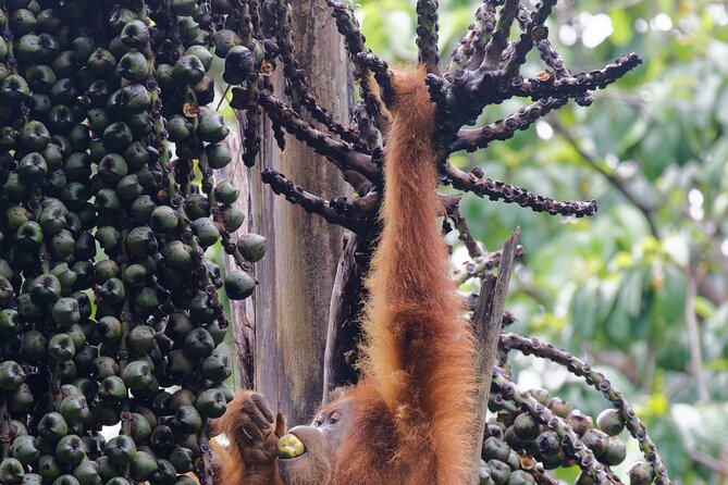 3-Day Bukit Lawang Tour Including 1-Day Ethical Jungle Trekking - Who should book this tour, and who should reconsider