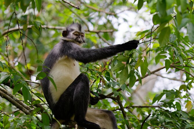 3-Day Bukit Lawang Tour Including 1-Day Ethical Jungle Trekking - Day 1 in Bukit Lawang: village time plus a bat cave if timing works