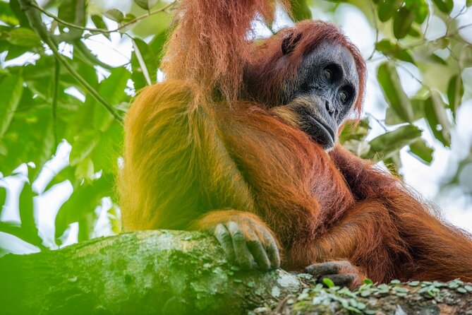 3-Day Ethical Orangutan Jungle Trek | Bukit Lawang, Sumatra - Key things I’d pay attention to