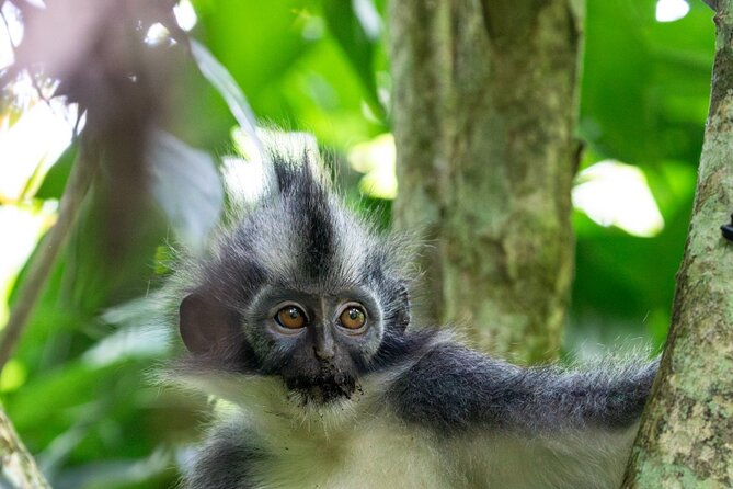 3-Day Ethical Orangutan Jungle Trek | Bukit Lawang, Sumatra - Why Bukit Lawang’s Ethical Orangutan Trek Feels Different