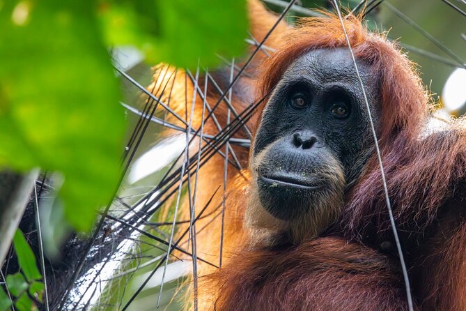 3-Day Ethical Orangutan Jungle Trek | Bukit Lawang, Sumatra - Night Two in the Jungle Camps: Basic, Practical, and Surprisingly Effective