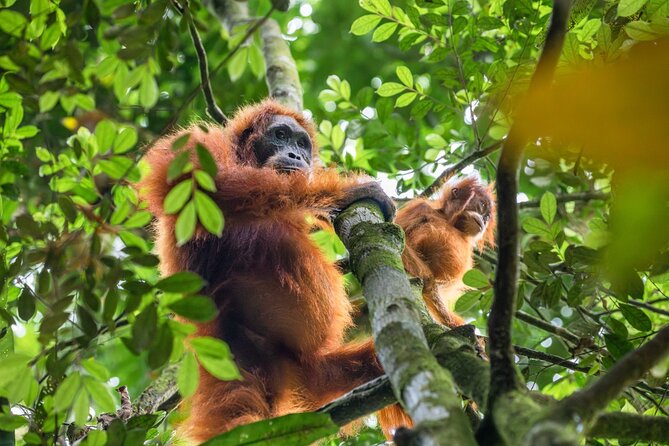 3-Day Ethical Orangutan Jungle Trek | Bukit Lawang, Sumatra - Wildlife Spotting in Rain: Why Guides Like Kiran Matter