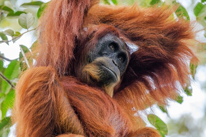 3-Day Ethical Orangutan Jungle Trek | Bukit Lawang, Sumatra - 3 Days Inside Gunung Leuser National Park: What Happens When