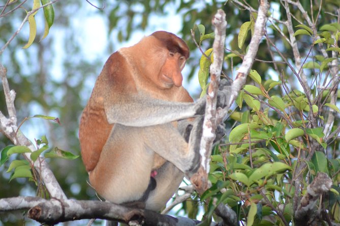 3 Days Deluxe Cabin Houseboat Orangutan Tanjung Puting - How the Journey Works: Pickup, Transfer, and Boarding Timing