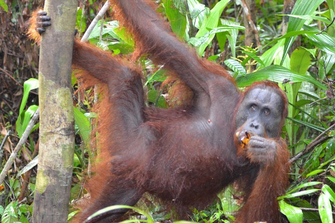 3 Days Deluxe Cabin Houseboat Orangutan Tanjung Puting - Day 1: Kumai Transfer, Dayak Villages, and Your First Rehab Stop