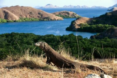 3 Days Komodo island Tour - Day 1 in Komodo: Melo Village Culture, Rangko Cave Swim, Sylvia Hill Views