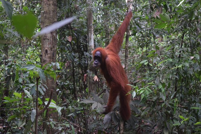 3 days Medan Orangutan Bukit Lawang - Medan as Your Calm Start (Before the Jungle Gets Loud)